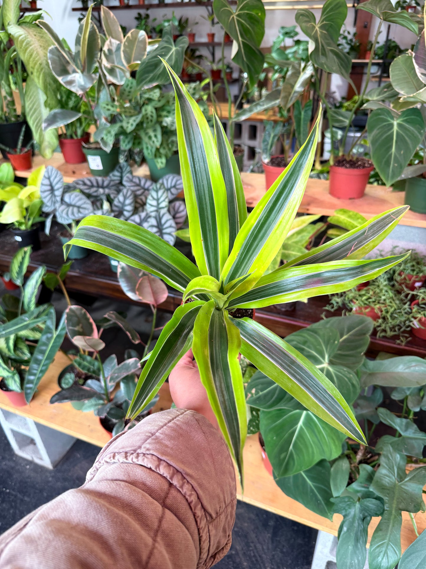 Dracaena 'Lemon Surprise'