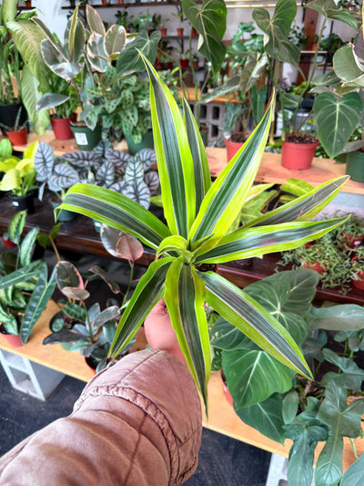Dracaena 'Lemon Surprise'