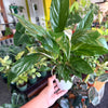 Peace Lily ‘Domino’