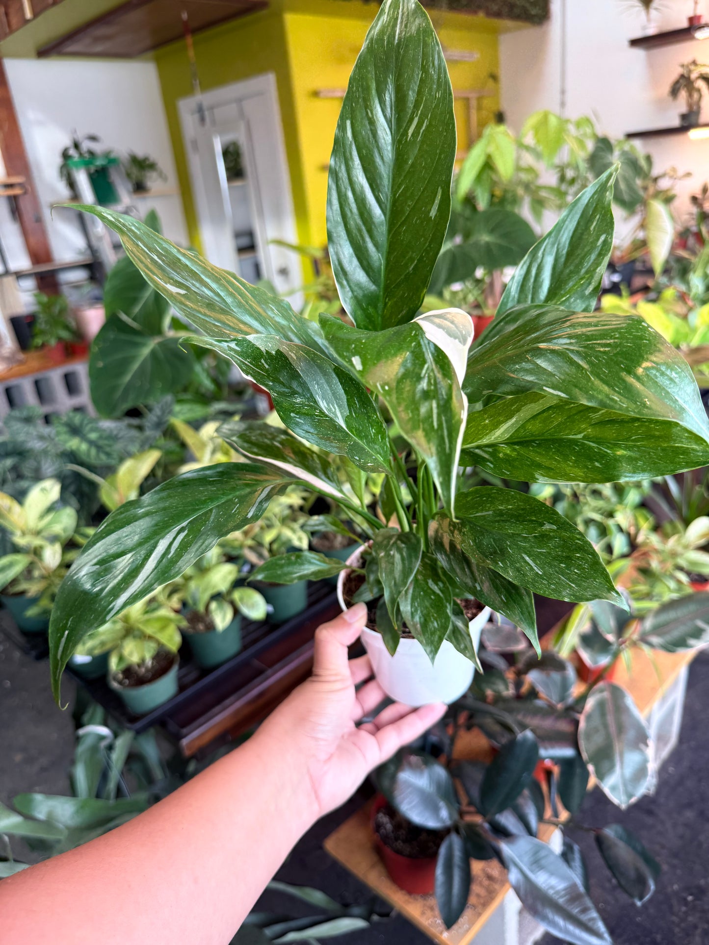 Peace Lily ‘Domino’
