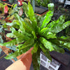 Birds Nest Fern