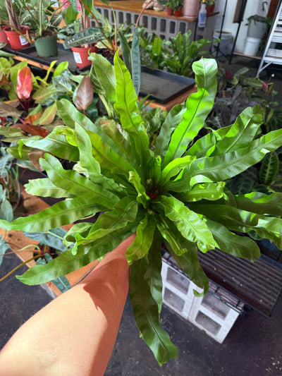 Birds Nest Fern