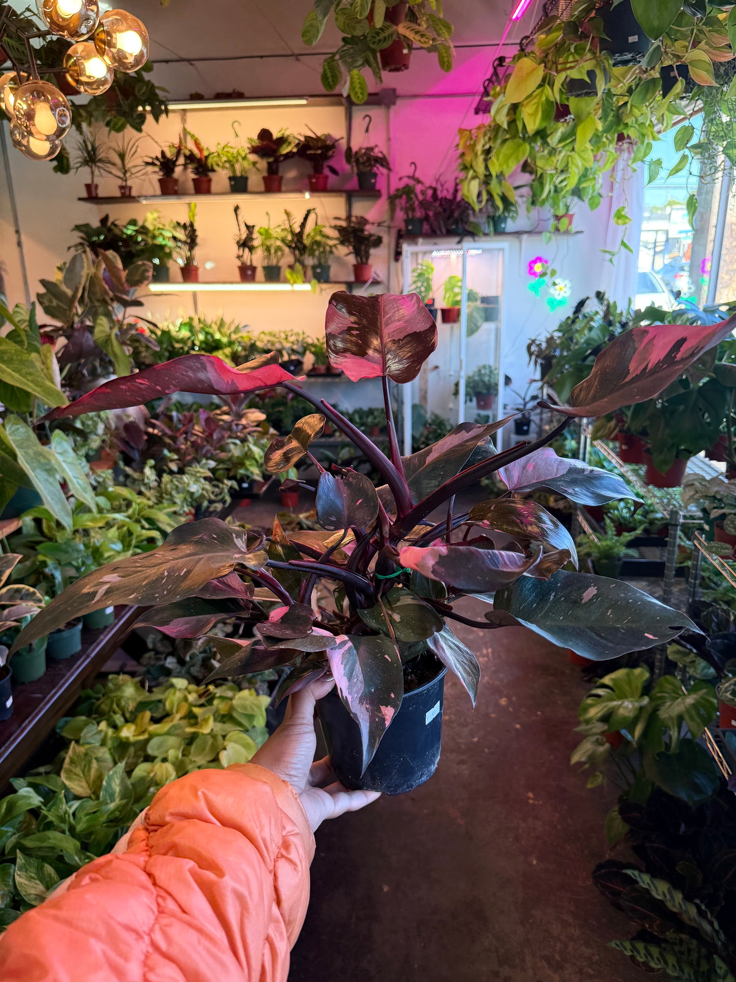 Philodendron 'Pink Princess'