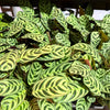 Ctenanthe 'Burl Marxii'