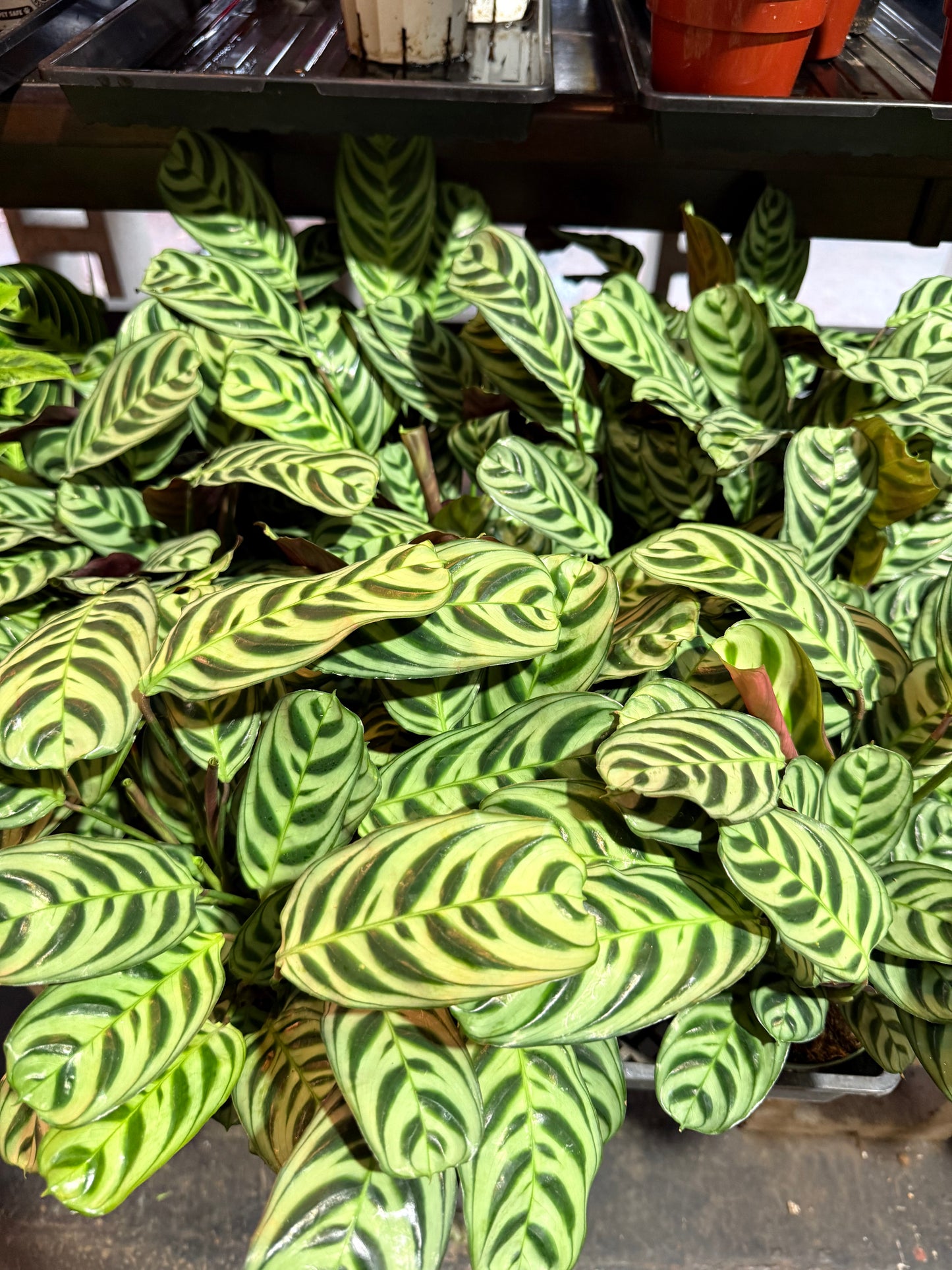 Ctenanthe 'Burl Marxii'