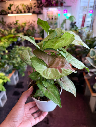 Syngonium 'Milk Confetti'