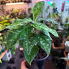Aglaonema ‘Pictum Tricolor’