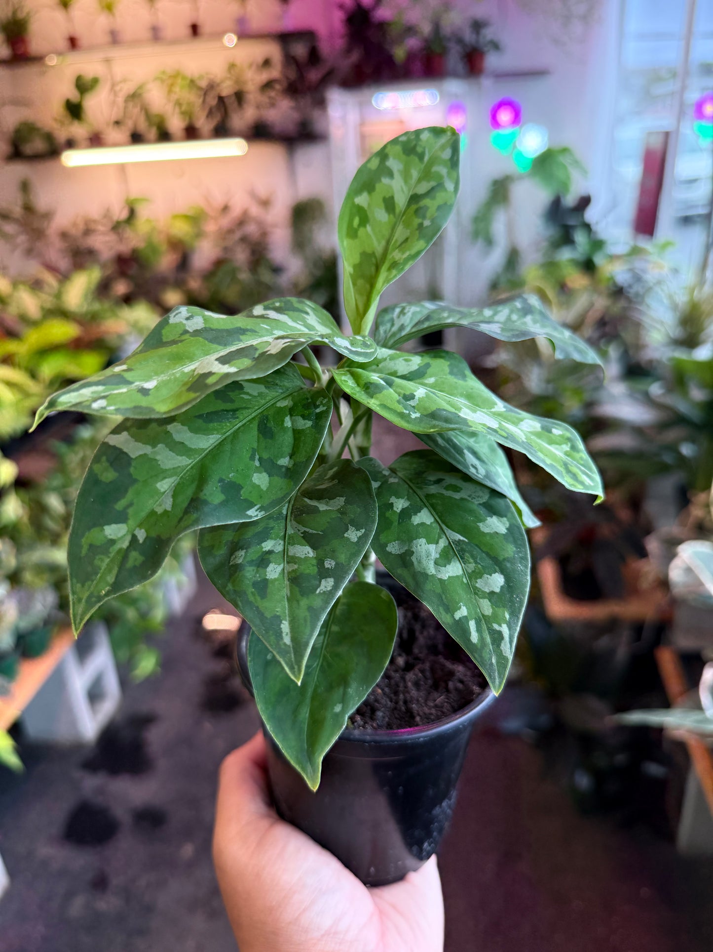 Aglaonema ‘Pictum Tricolor’