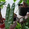 Philodendron 'Billietiae'