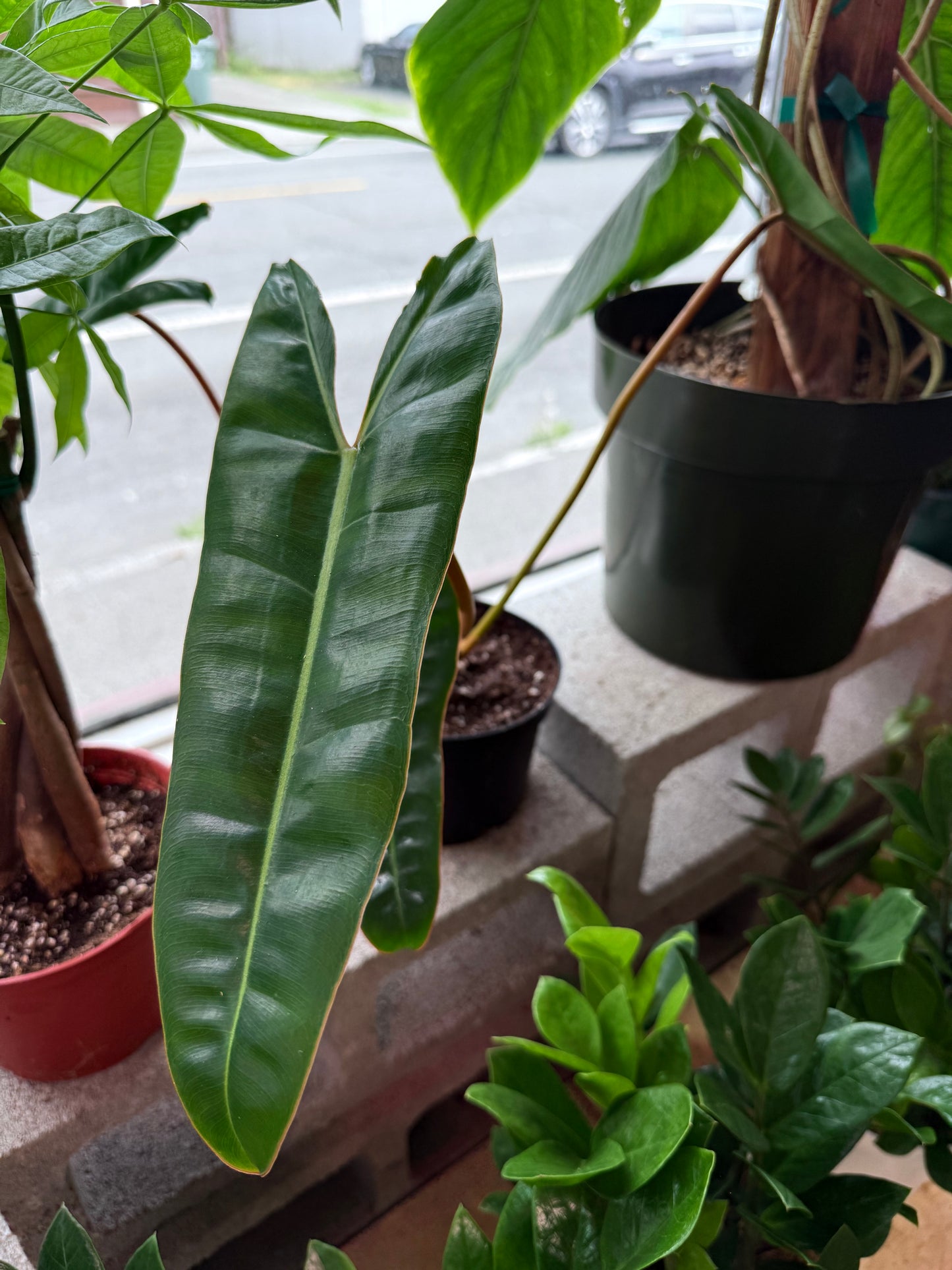 Philodendron 'Billietiae'
