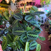 Maranta Lemon Lime