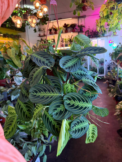 Maranta Lemon Lime