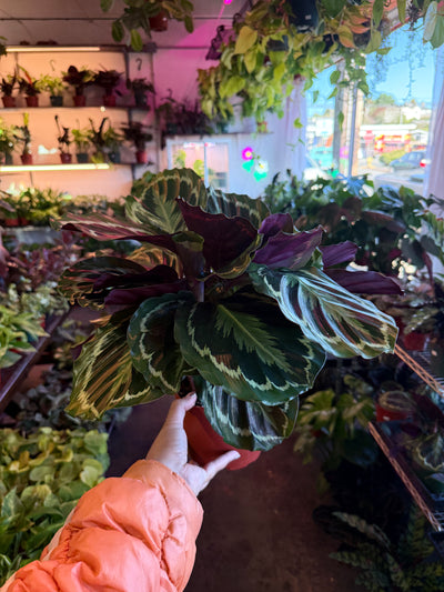 Calathea 'Medallion'