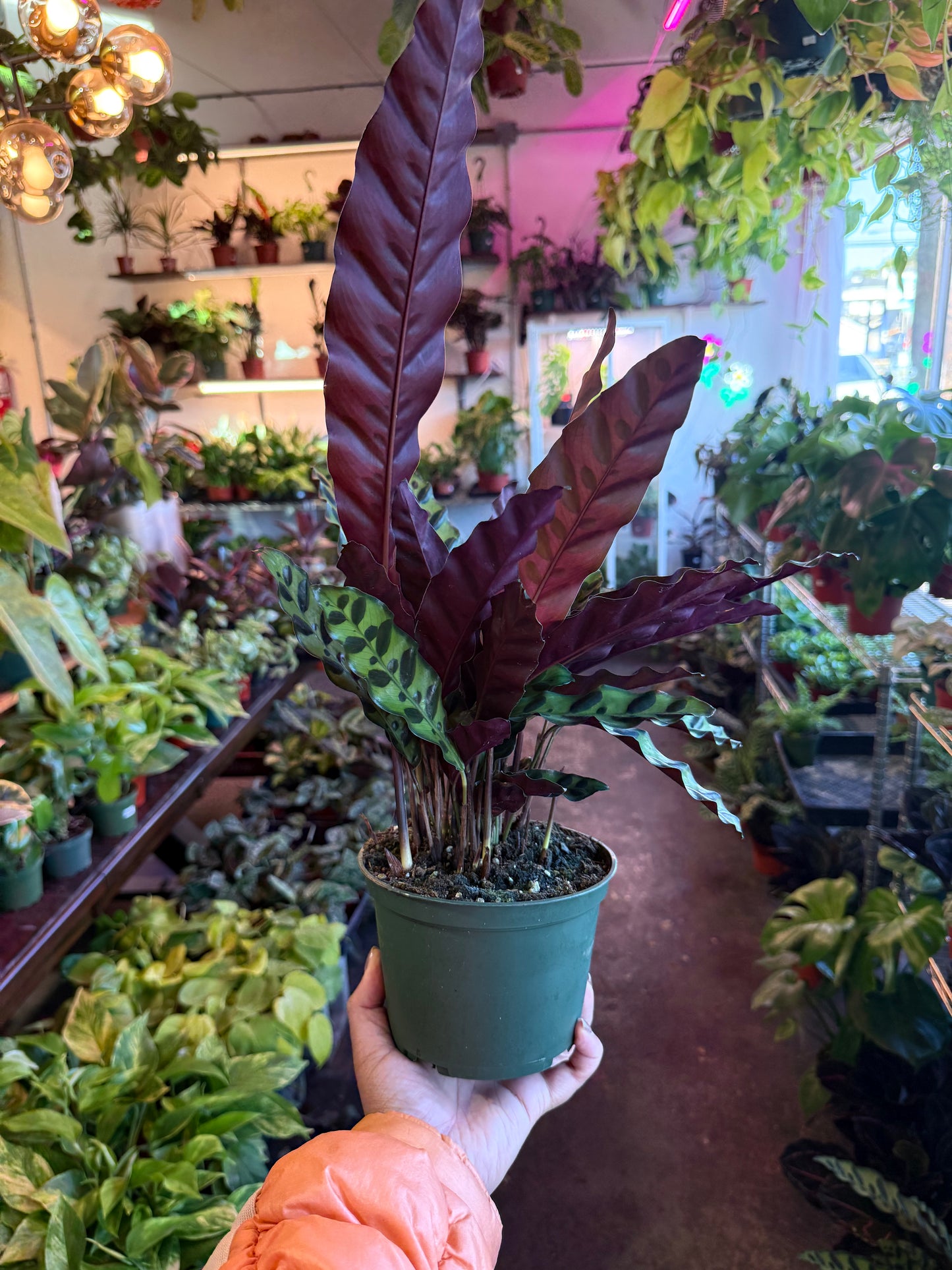 Calathea Lancifolia 'Rattlesnake'