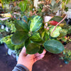 Hoya ‘Australis Tri Color’
