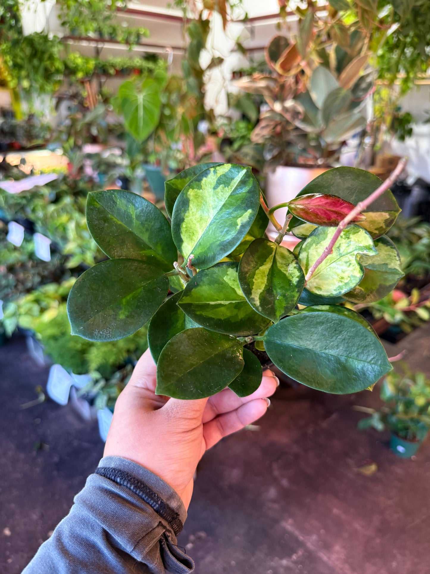 Hoya ‘Australis Tri Color’