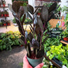 ZZ Zamioculcas ‘Black Raven’