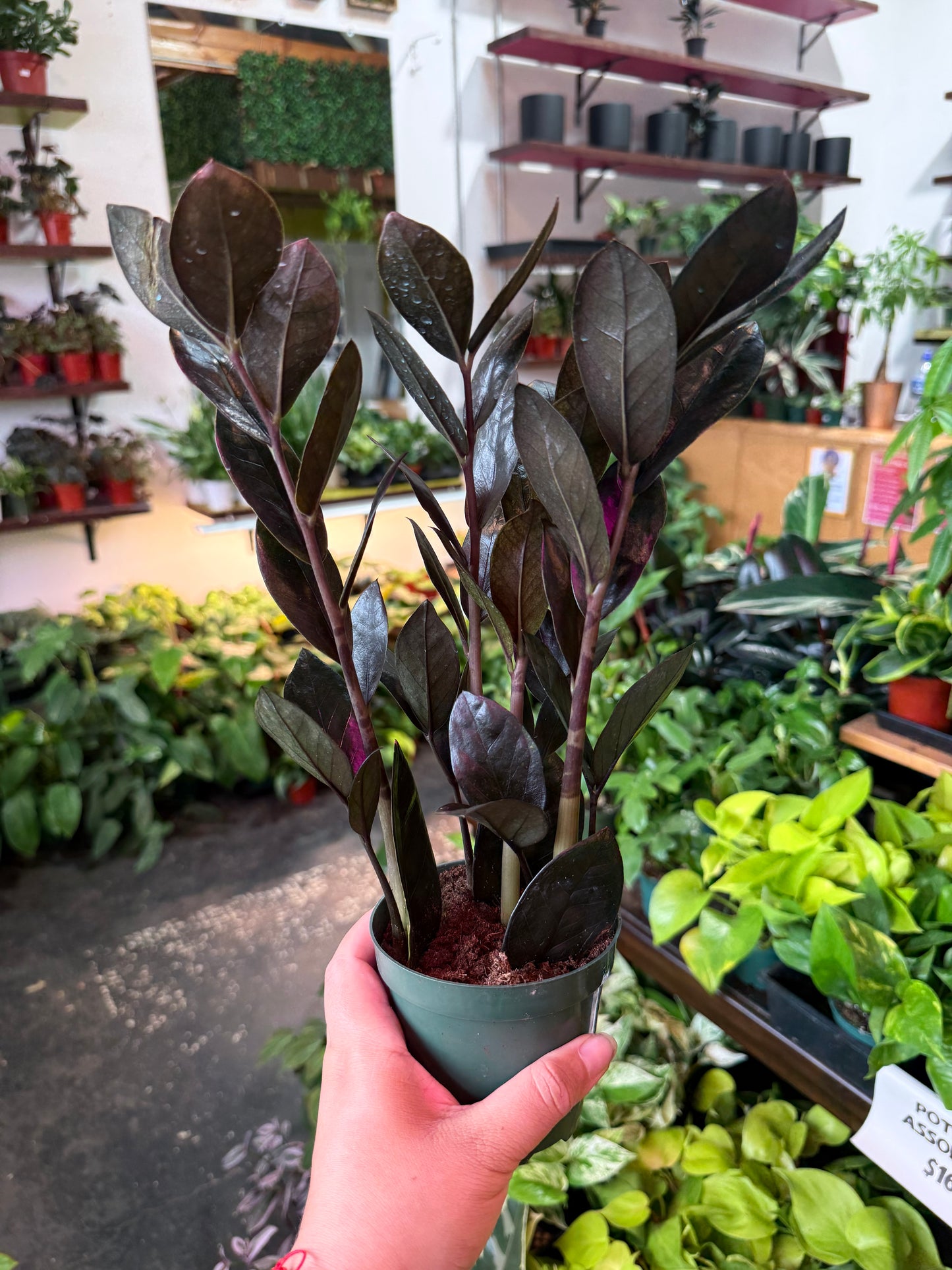 ZZ Zamioculcas ‘Black Raven’