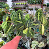 Maranta ‘Lemon Lime’