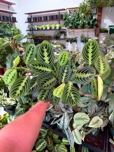 Maranta ‘Lemon Lime’