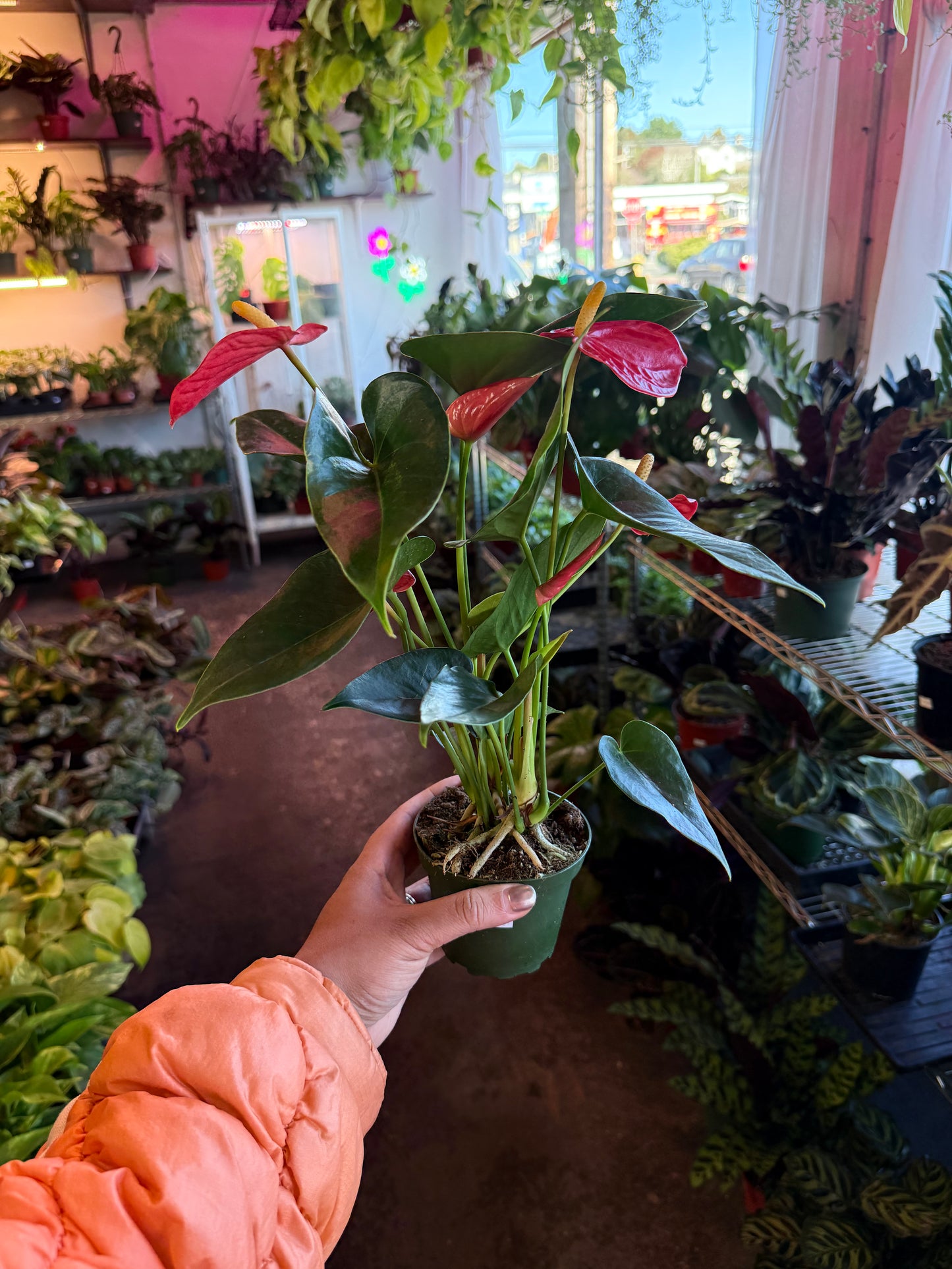 Anthurium ‘Aristo’
