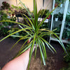 Dracaena ‘Sun Ray’