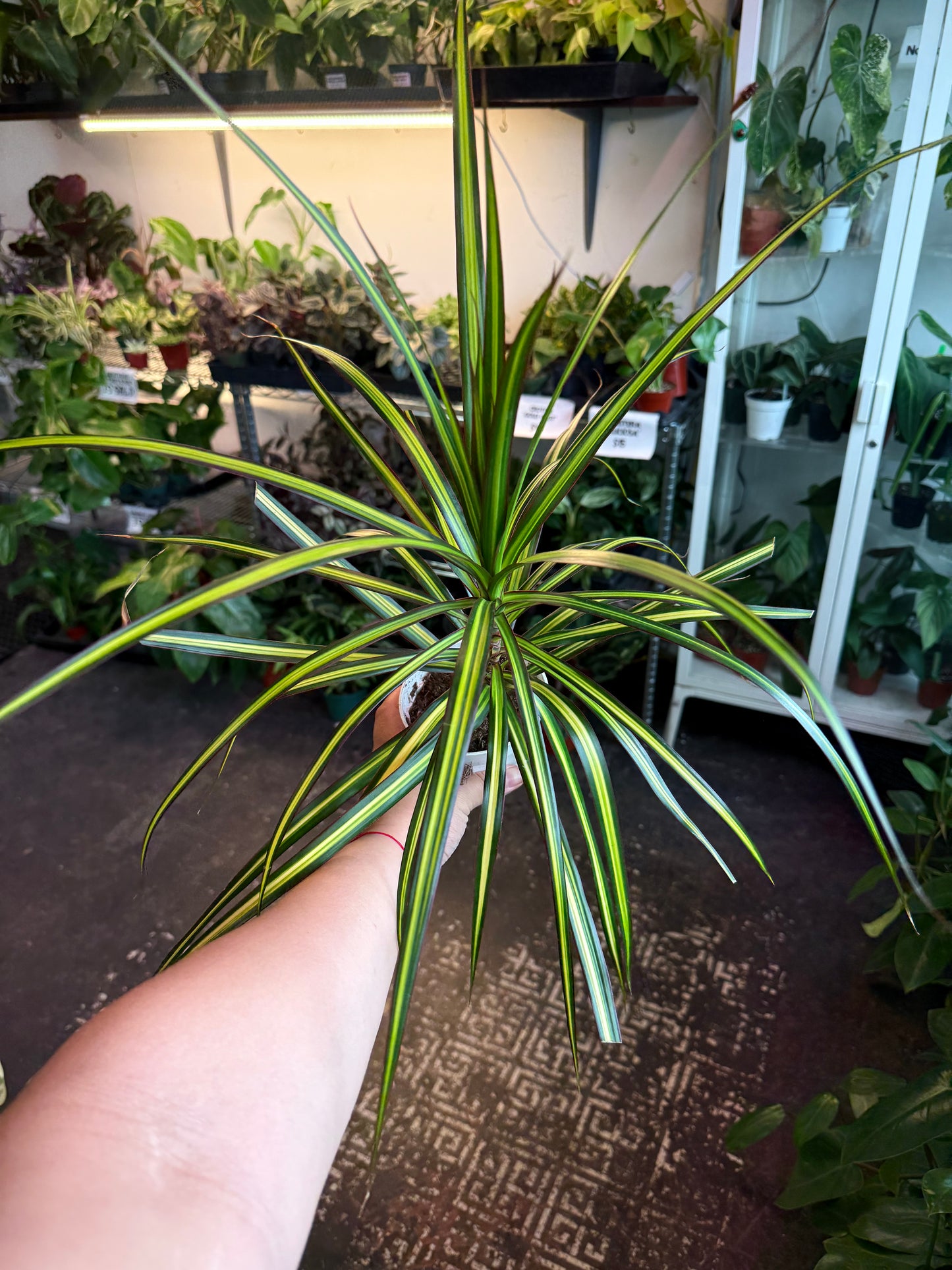 Dracaena ‘Sun Ray’