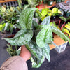Scindapsus Pictus 'Exotica'