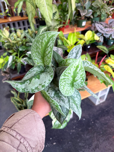Scindapsus Pictus 'Exotica'