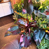 Philodendron 'Pink Princess'