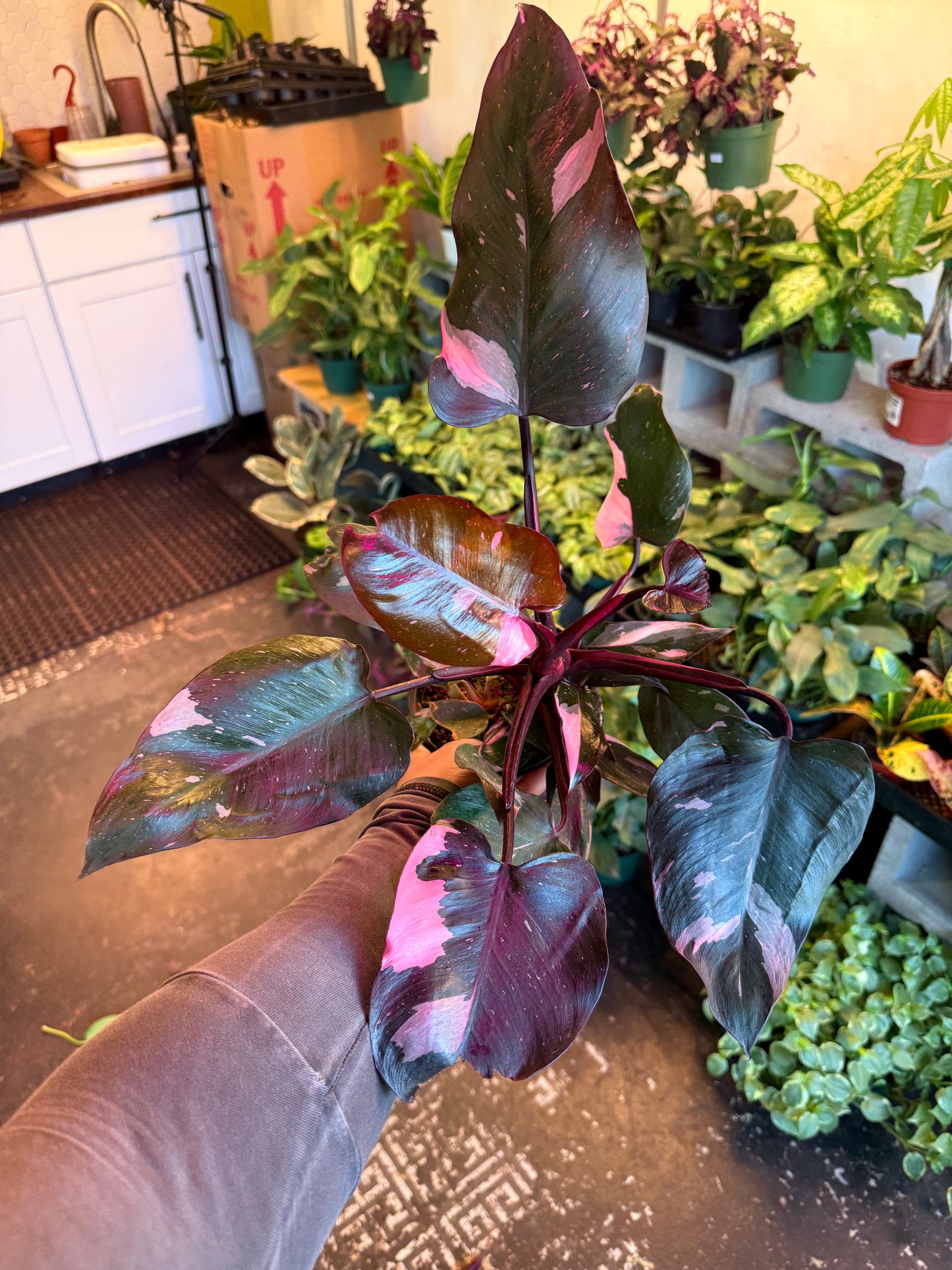 Philodendron 'Pink Princess'