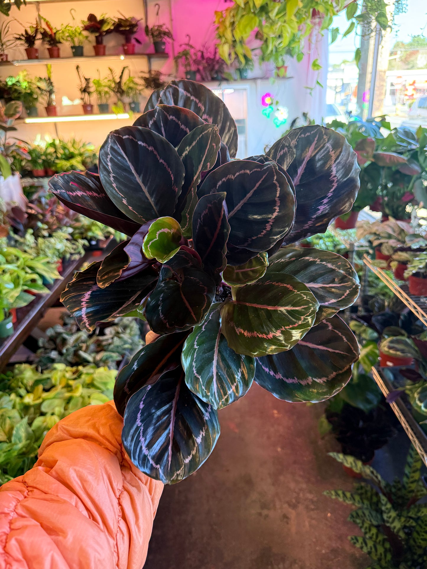 Calathea 'Dottie'