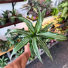 Dracaena ‘Kanzi’