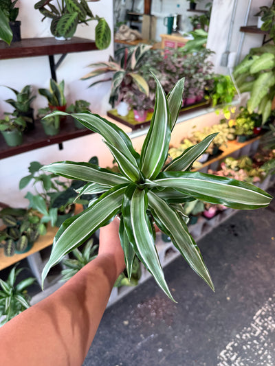 Dracaena ‘Kanzi’
