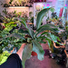 Staghorn Fern