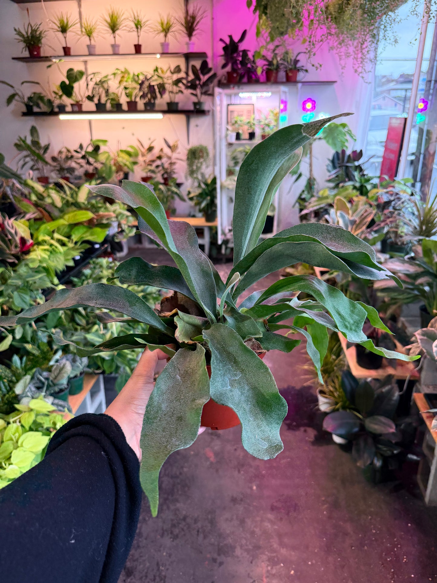 Staghorn Fern