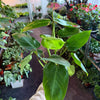 Philodendron Emerald Green