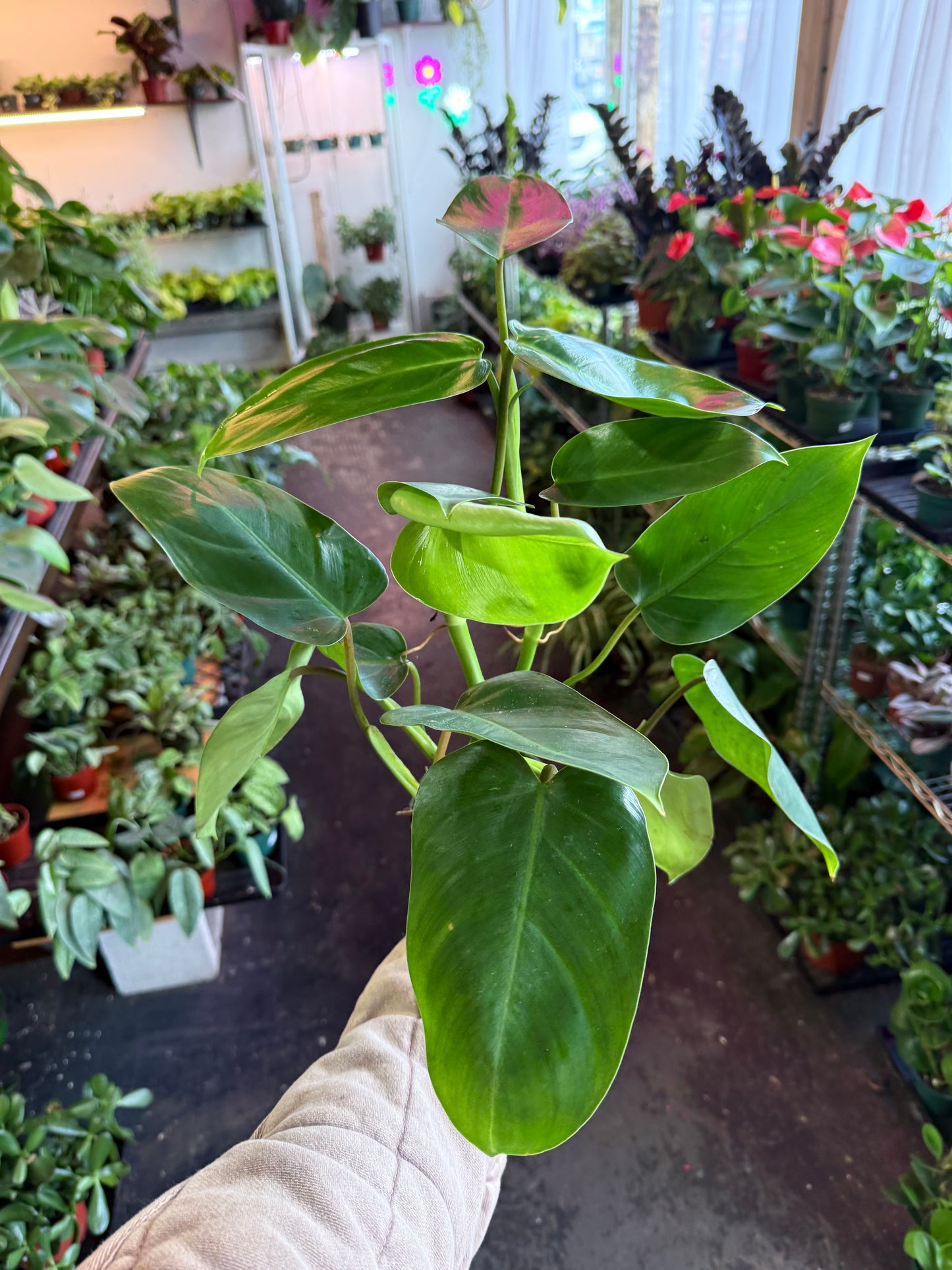 Philodendron Emerald Green