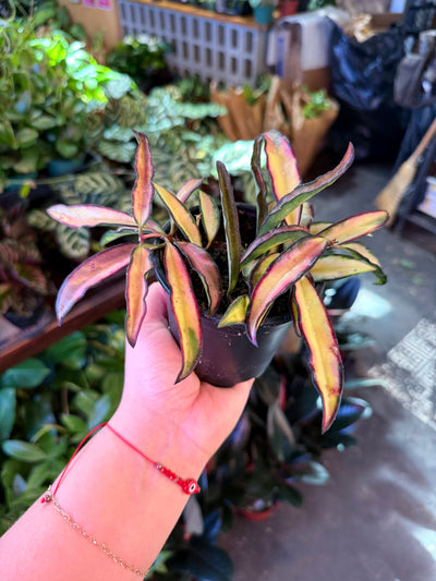 Hoya 'Wayetii' Variegated