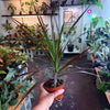 Dracaena ‘Marginata Cane’
