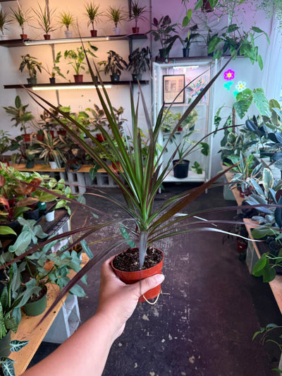 Dracaena ‘Marginata Cane’