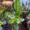 Ficus 'Shivereana' (Moonshine)