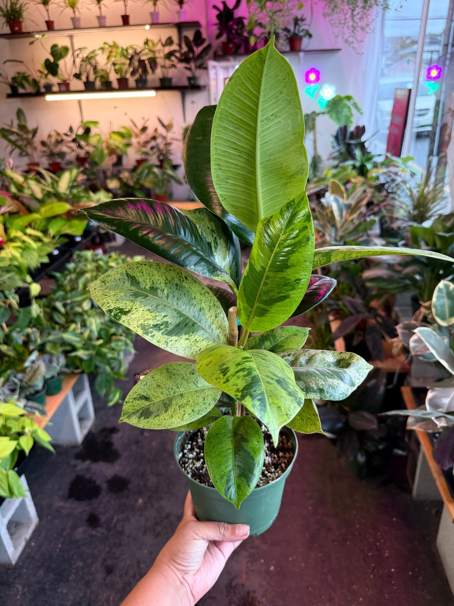 Ficus 'Shivereana' (Moonshine)