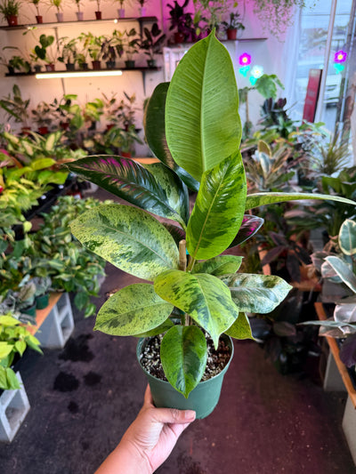 Ficus 'Shivereana' (Moonshine)