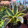 Sansevieria ‘Gold Hahnii’