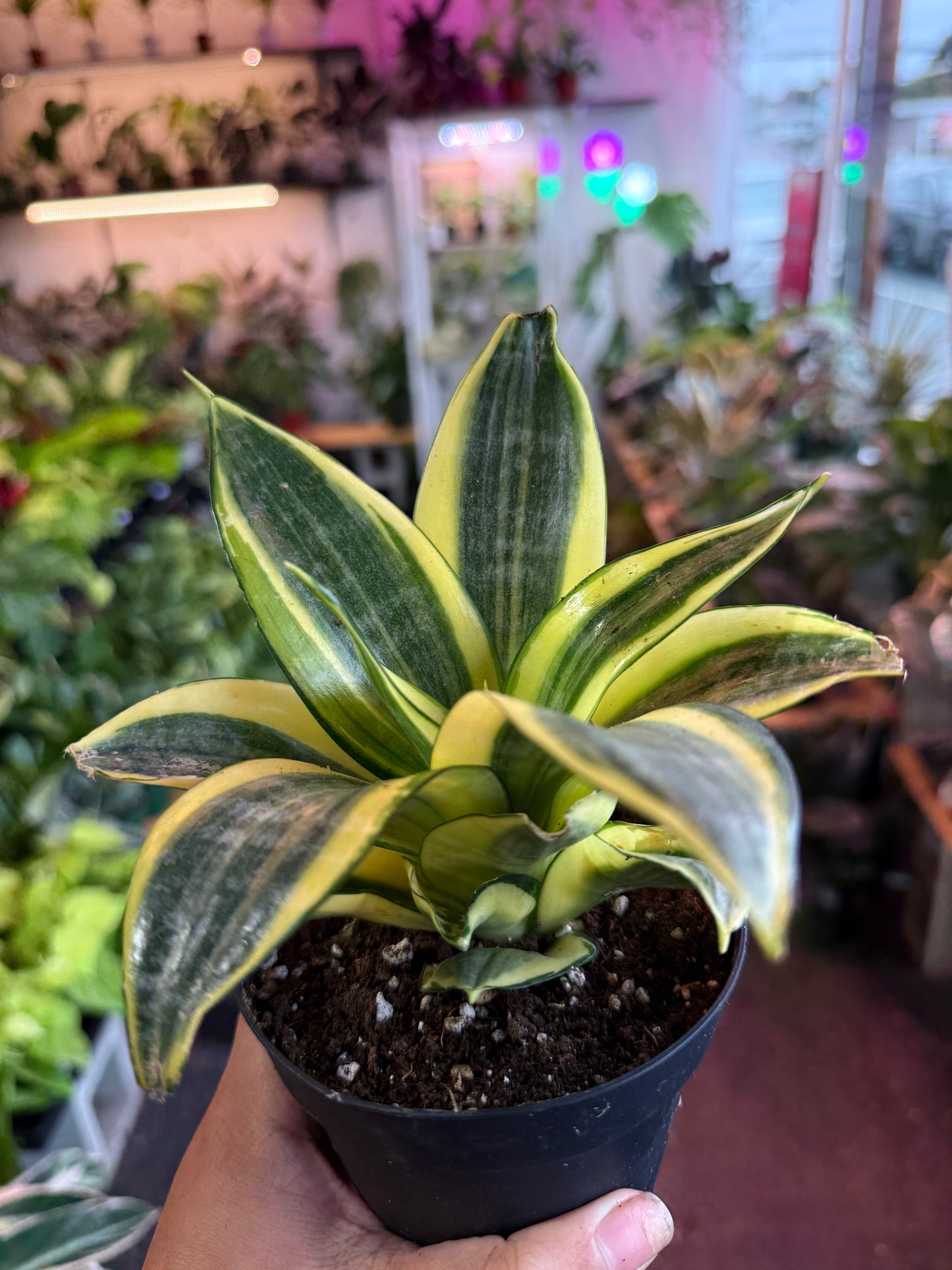 Sansevieria ‘Gold Hahnii’