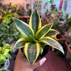 Sansevieria ‘Gold Hahnii’
