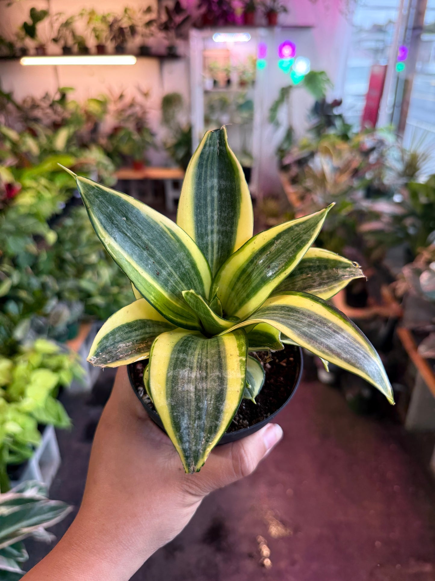 Sansevieria ‘Gold Hahnii’