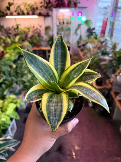 Sansevieria ‘Gold Hahnii’