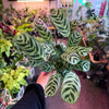 Ctenanthe 'Burl Marxii'